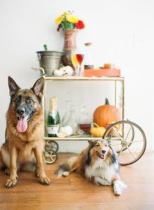 german shepherd dog and sheltie posing with fall bar cart