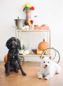 fall bar cart and goldendoodle and westie dog