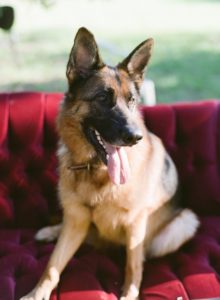 german shepherd dog photography