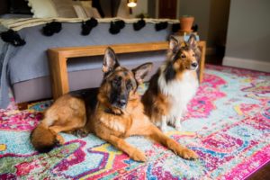 dogs on vibrant rug