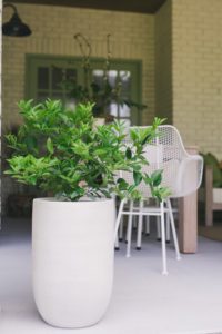 patio potted lemon tree