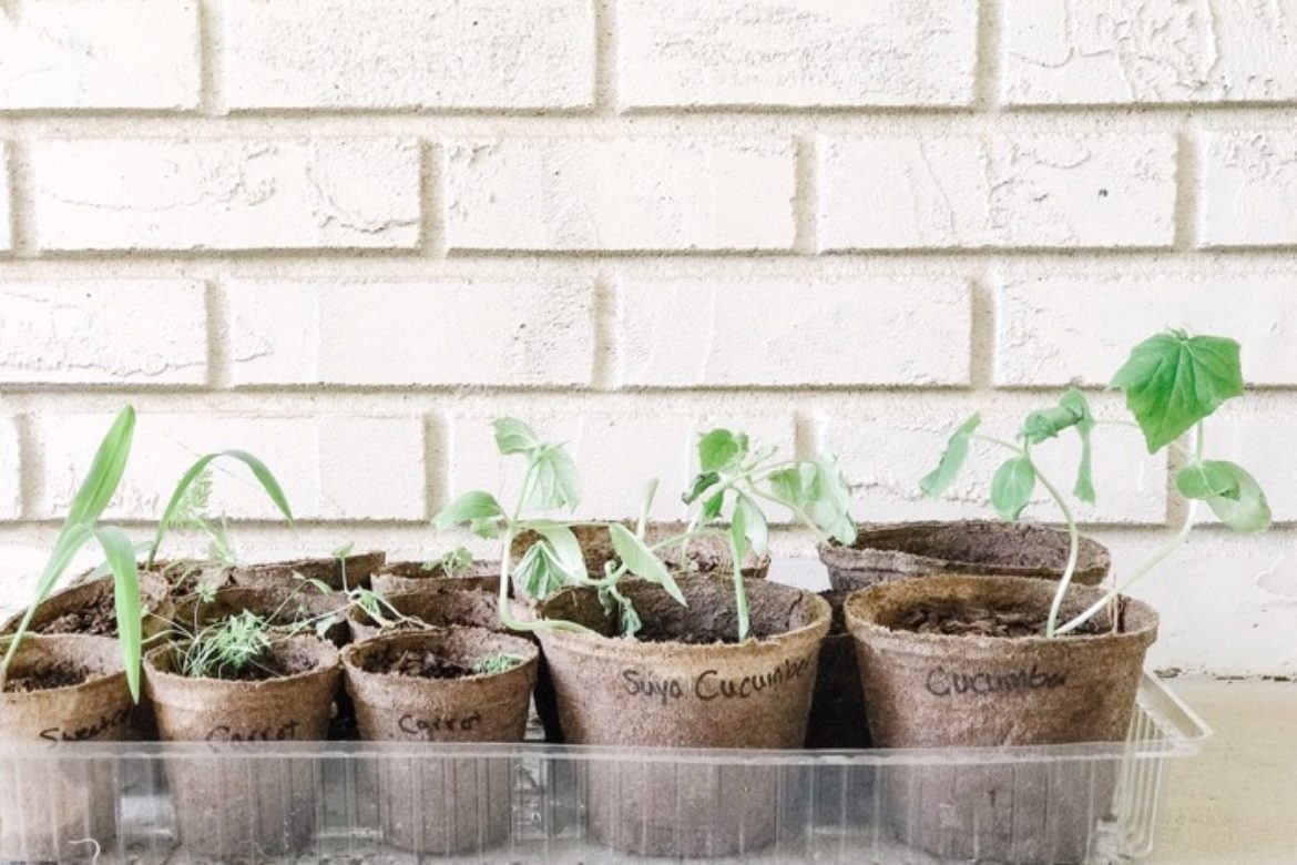 5 Easy Tips for Starting a Vegetable Garden