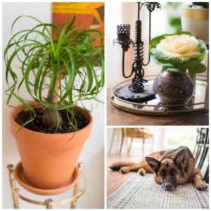 decorating with plants and flowers