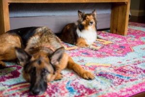 doggies on bright bohemian rug in master bedroom
